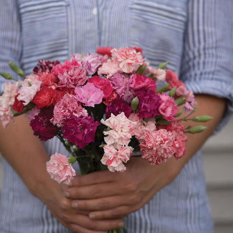 Dianthus - Chabaud Picotee Mix