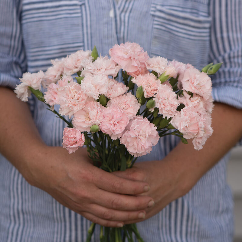 Dianthus - La France