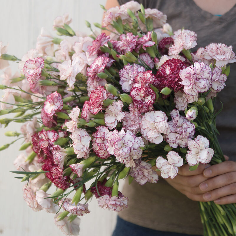 Dianthus - Benigna