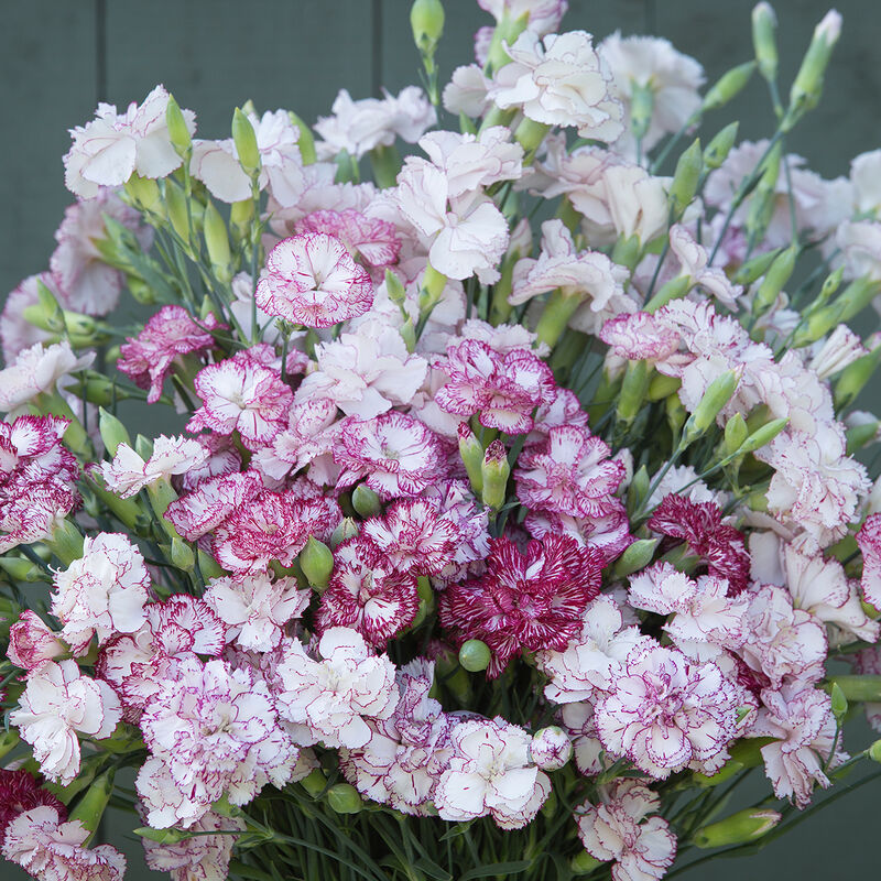 Dianthus - Benigna