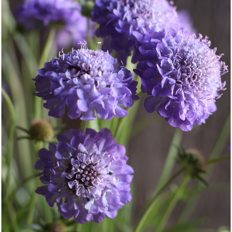 Scabiosa - Oxford Blue
