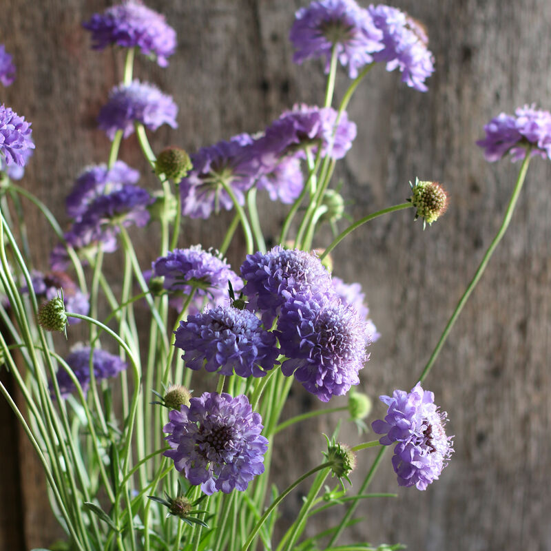 Scabiosa - Oxford Blue