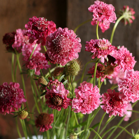 Scabiosa - Salmon Rose