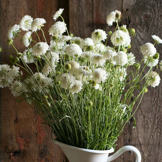 Scabiosa - Snowmaiden