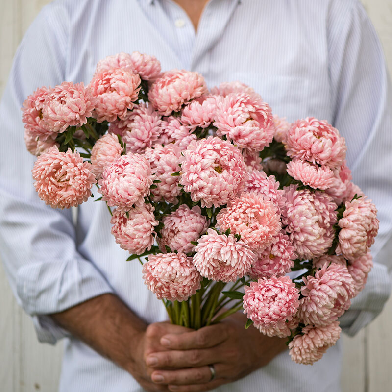 Aster - Tower Chamois