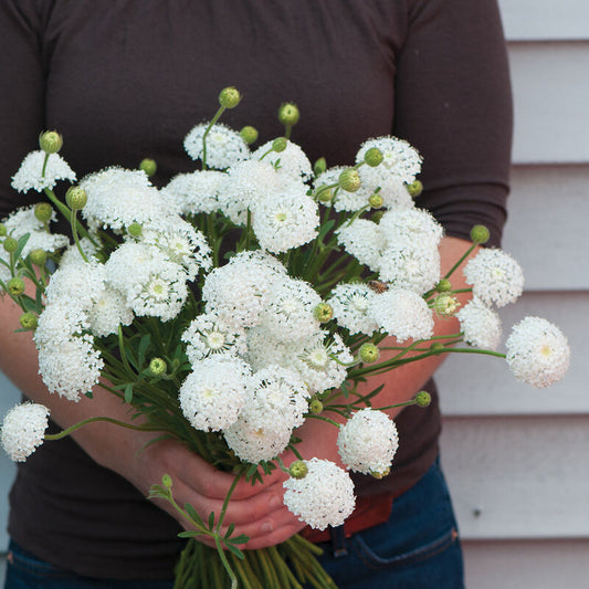 Didiscus - Lacy White