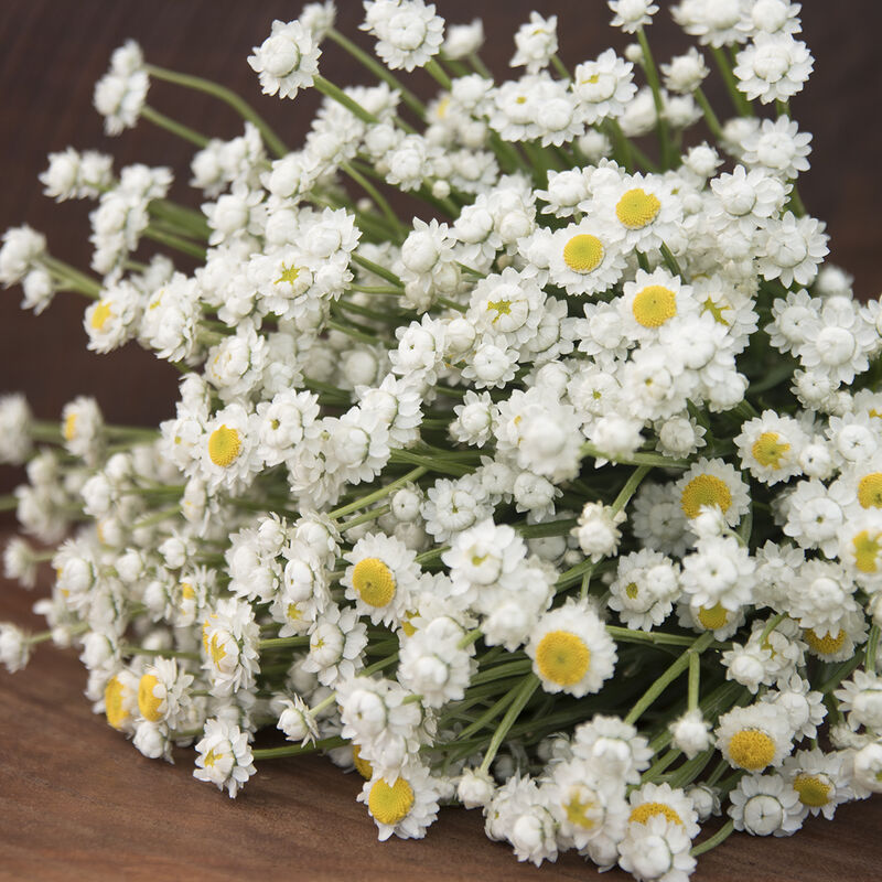 Ammobium - Winged Everlasting