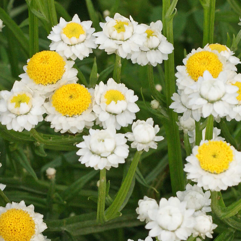 Ammobium - Winged Everlasting