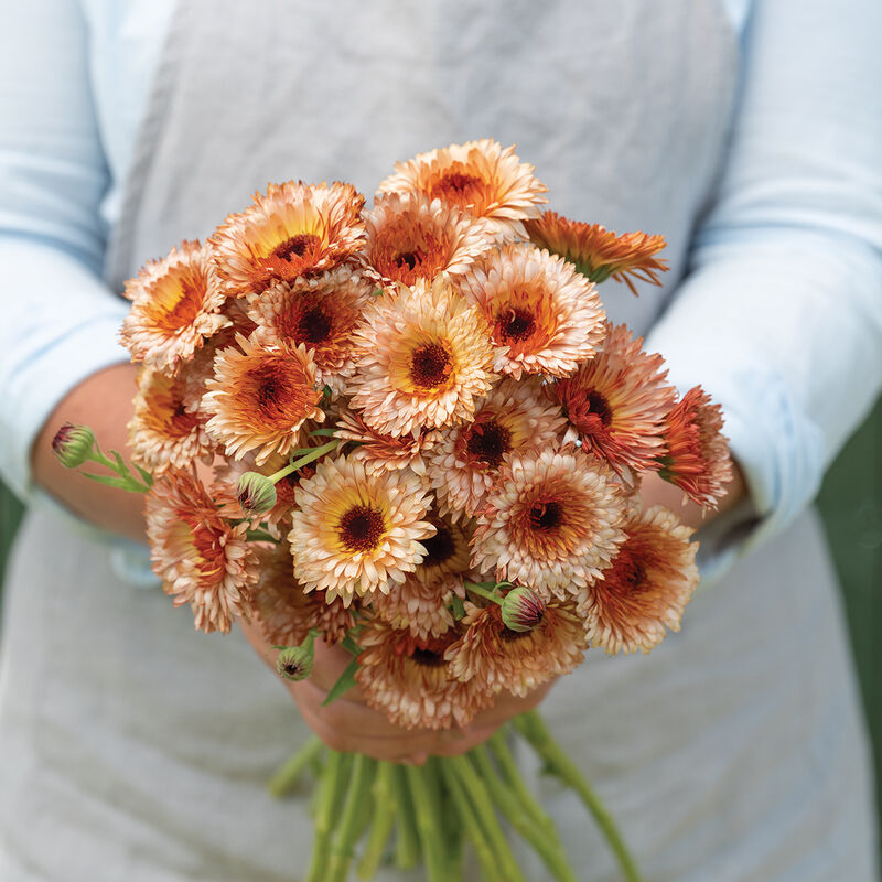 Calendula - Orange Flash