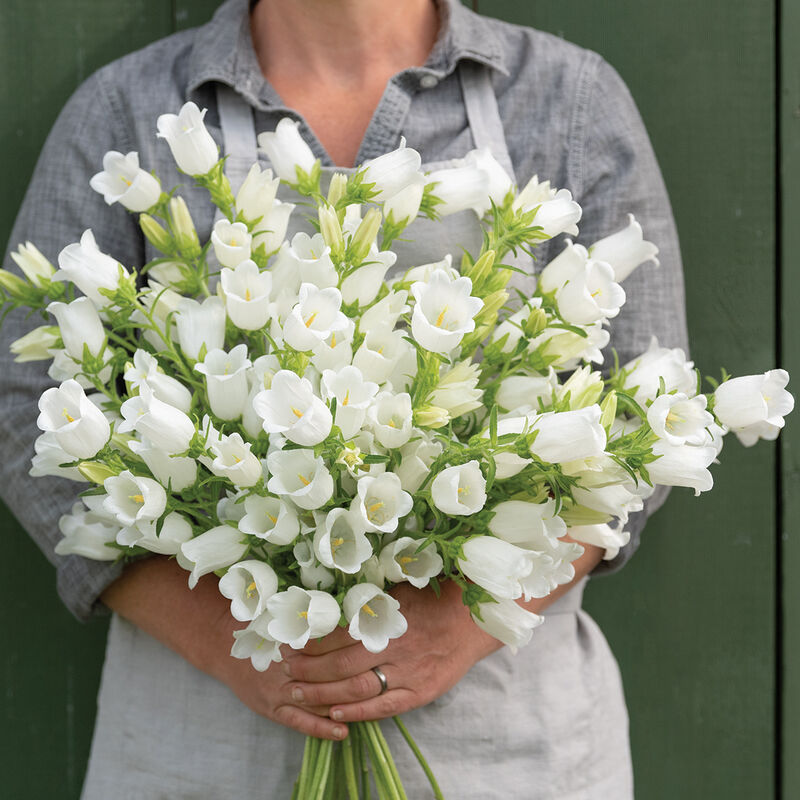 Campanula - Pro Champion White