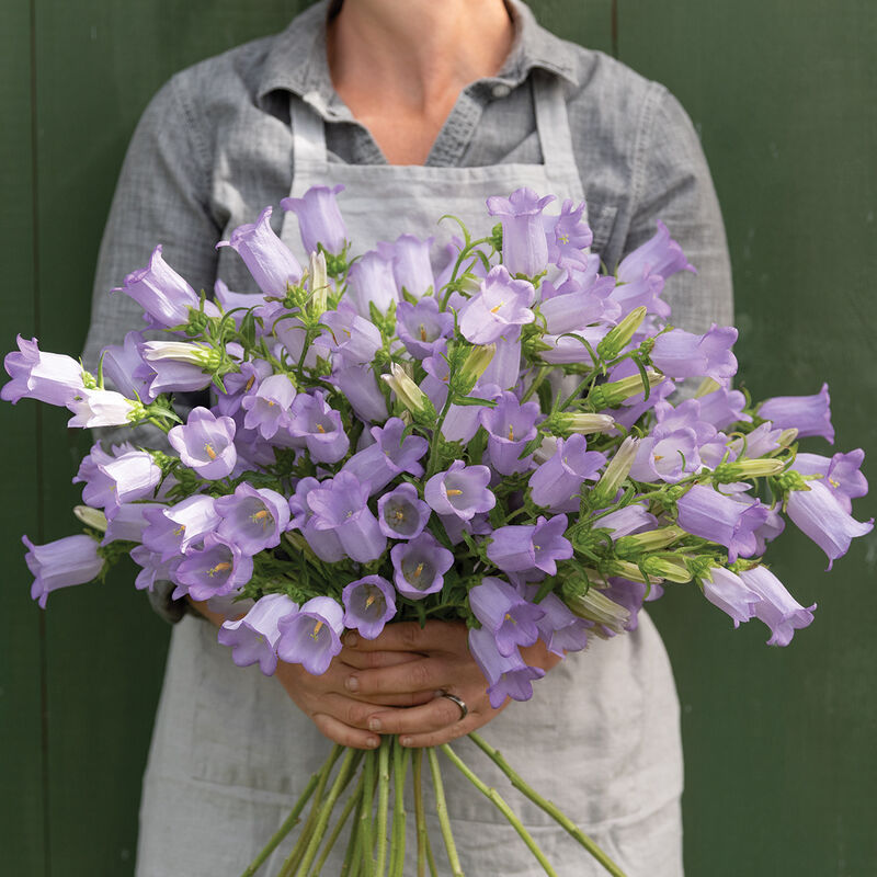 Campanula - Pro Champion Lavender