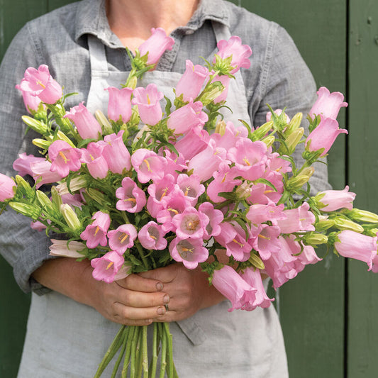 Campanula - Pro Champion Pink