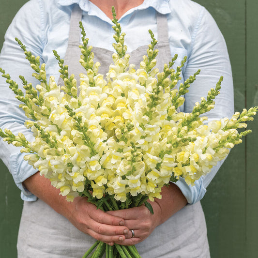 Snapdragon - Orleans Early Lemon