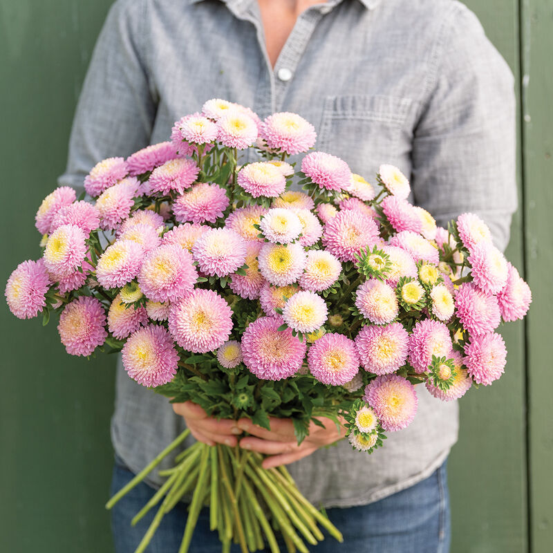 Aster - Bonita Shell Pink