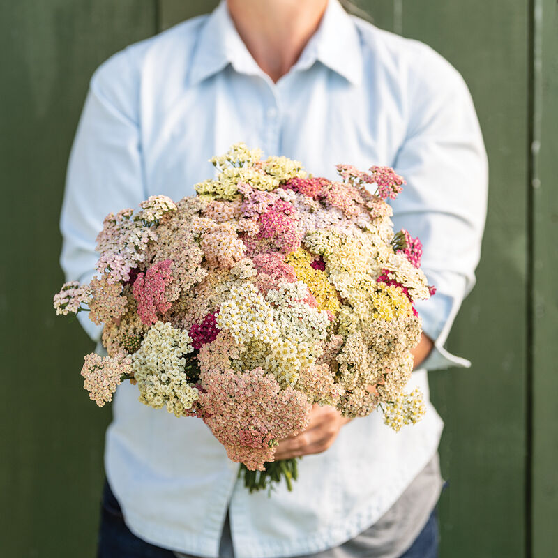 Yarrow Favourite Berries