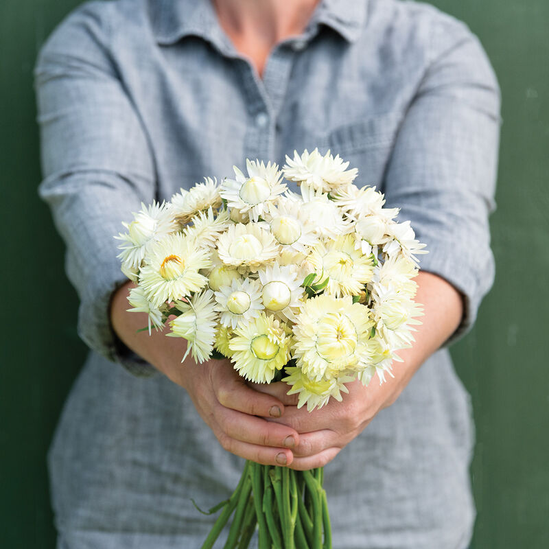 Strawflower - Creamy White