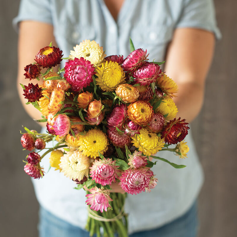 Crawford Road - Dried Flower Mix