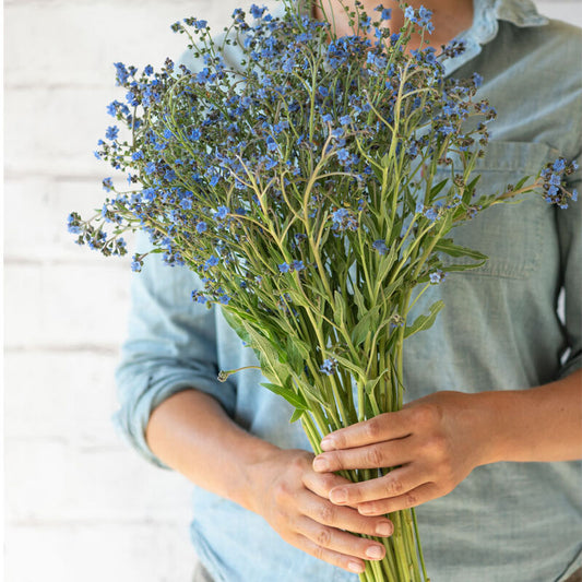 Cynoglossum - Blue Forget Me Not