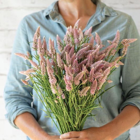 Celosia - Flamingo Feather