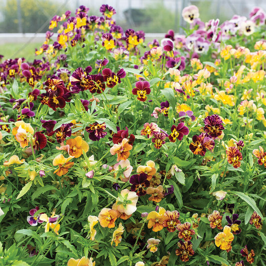 Viola - Brush Strokes