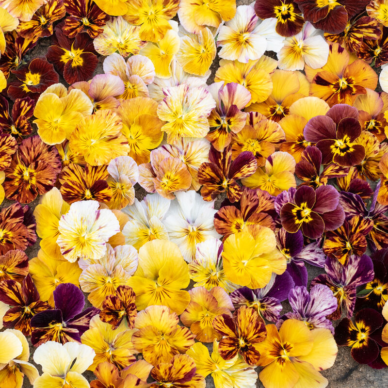 Viola - Brush Strokes