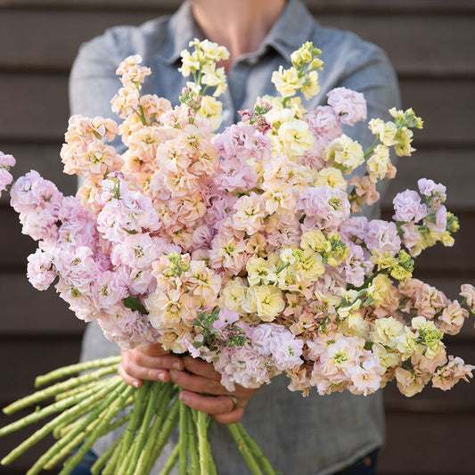 Stock - Iron Pastel Mix