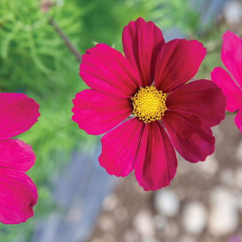 Cosmos - Versailles Red