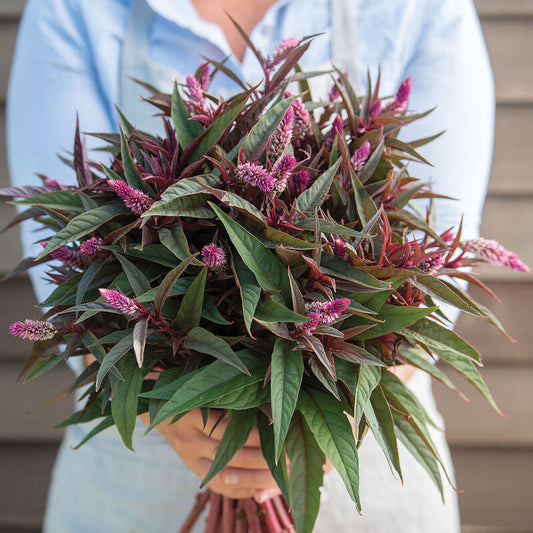 Celosia - Flamingo Purple