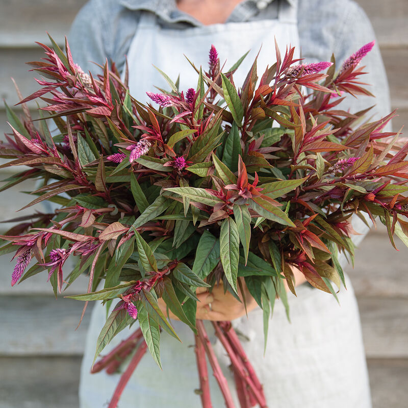 Celosia - Flamingo Purple