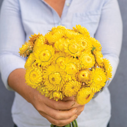 Strawflower - Golden Yellow