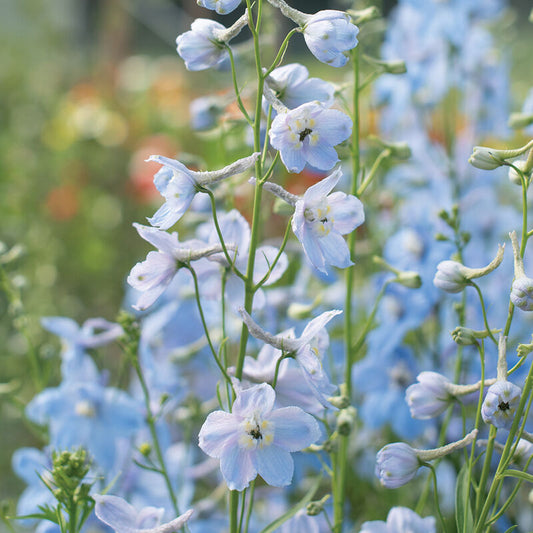 Delphinium - Cliveden Beauty