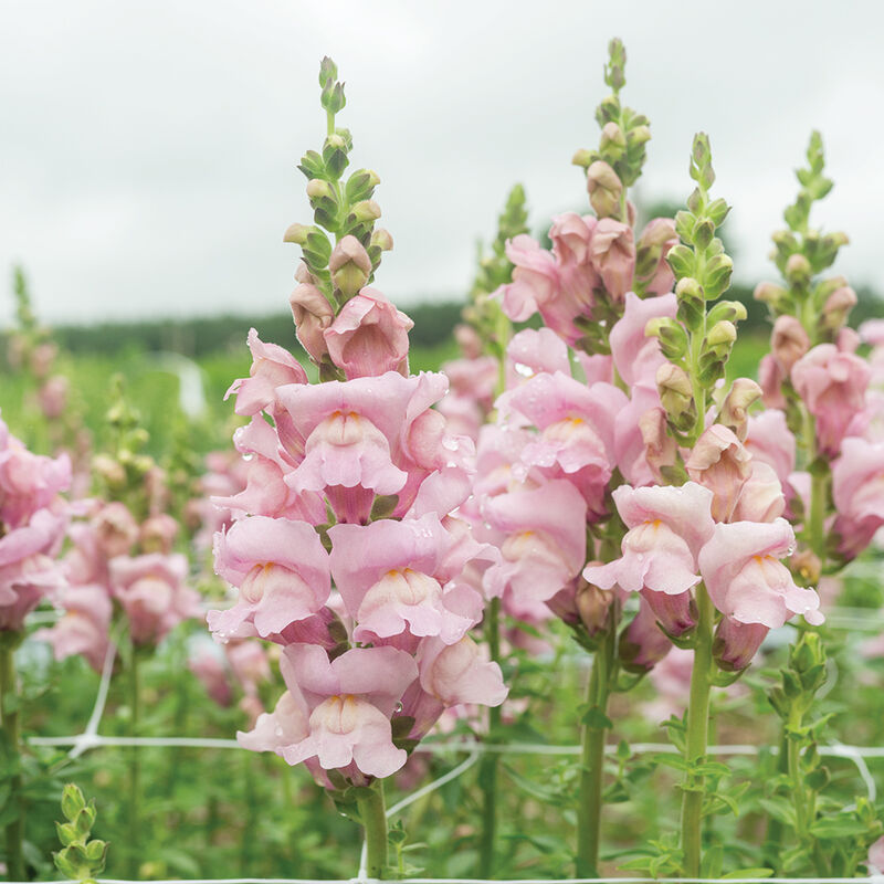 Snapdragon - OpusIII Lavender