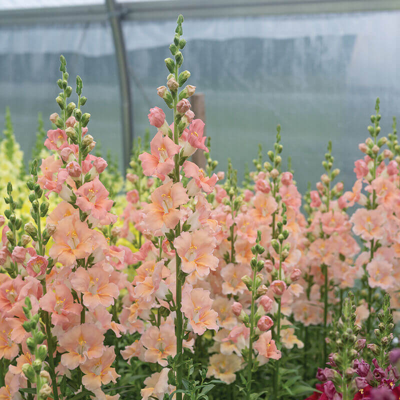 cut flower seed - chantilly light salmon