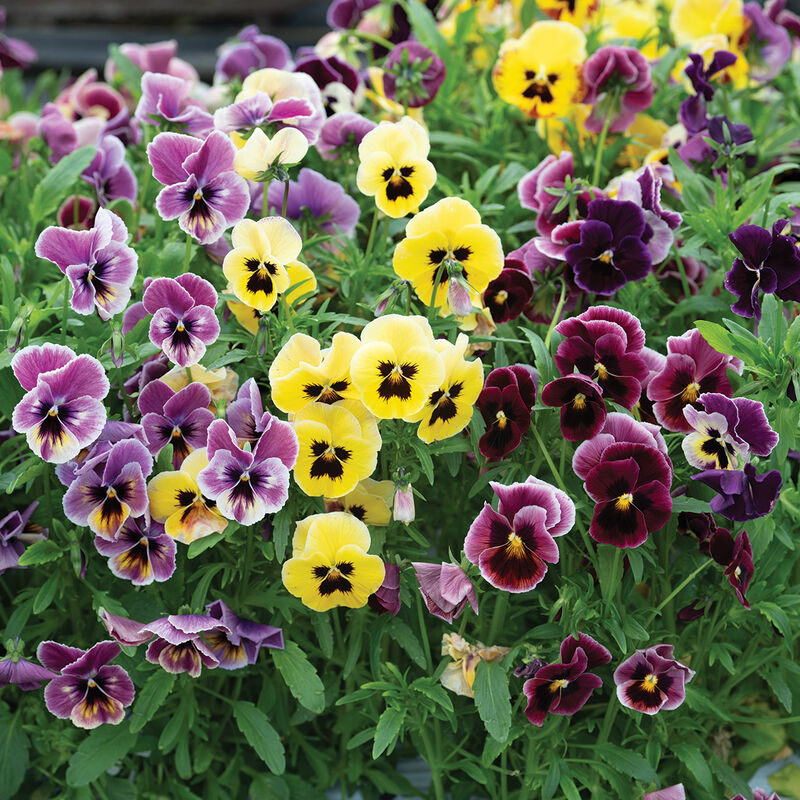 Viola - Aalsmeer King Size Mix