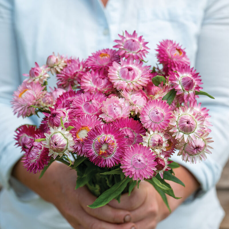 Strawflower - Bright Rose