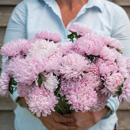 Aster - Souffle Light Pink