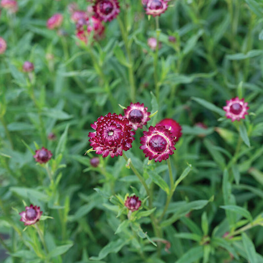 Strawflower - Cranberry Rose