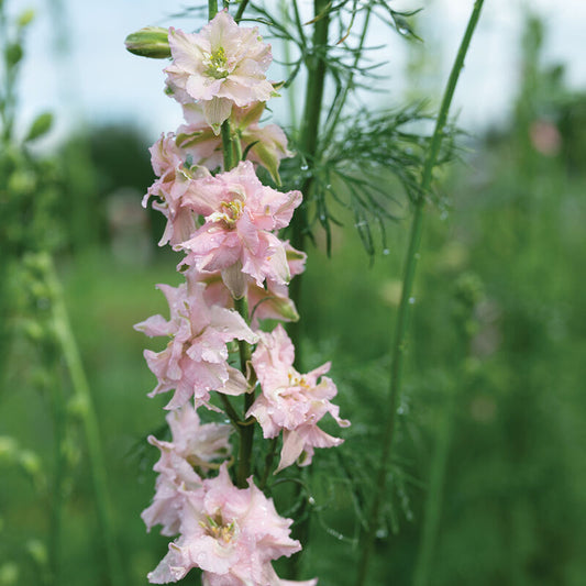 Larkspur - Pink Queen