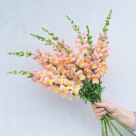 Snapdragon - Antibes Apricot