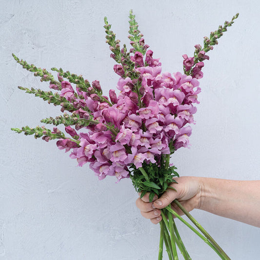 Snapdragon - Avignon Lavender II