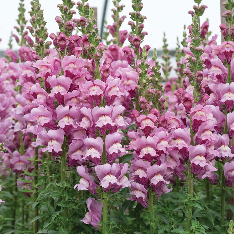 Snapdragon - Avignon Lavender II