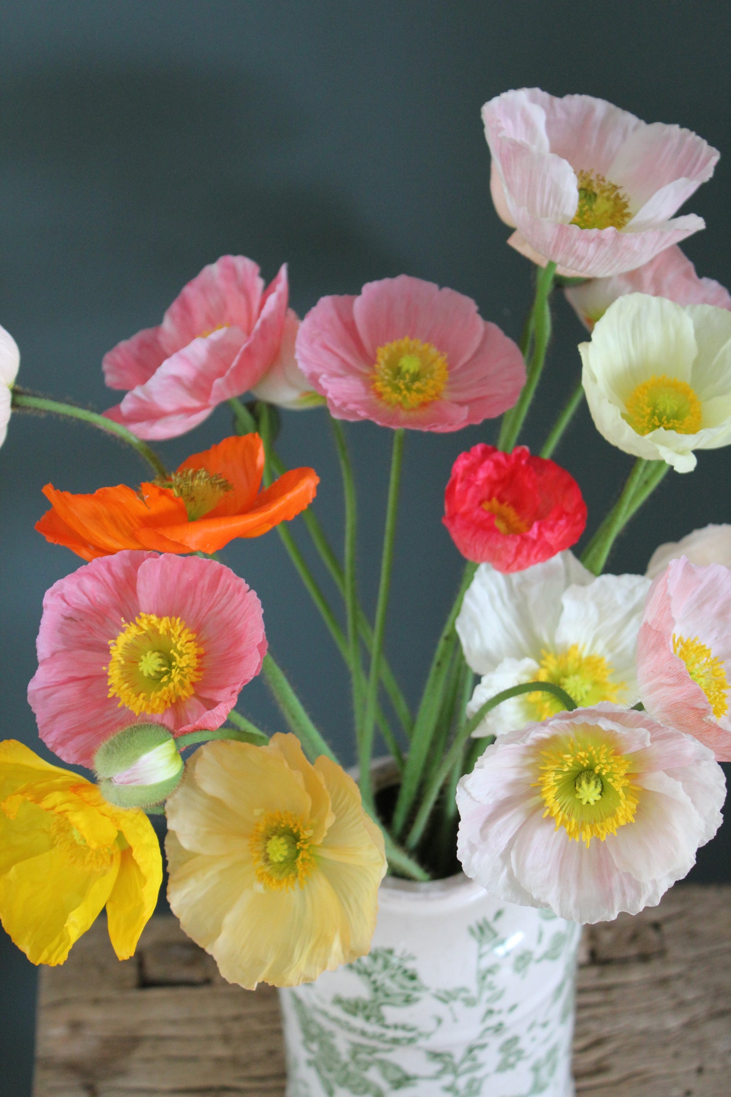 Poppy - Iceland Springsong