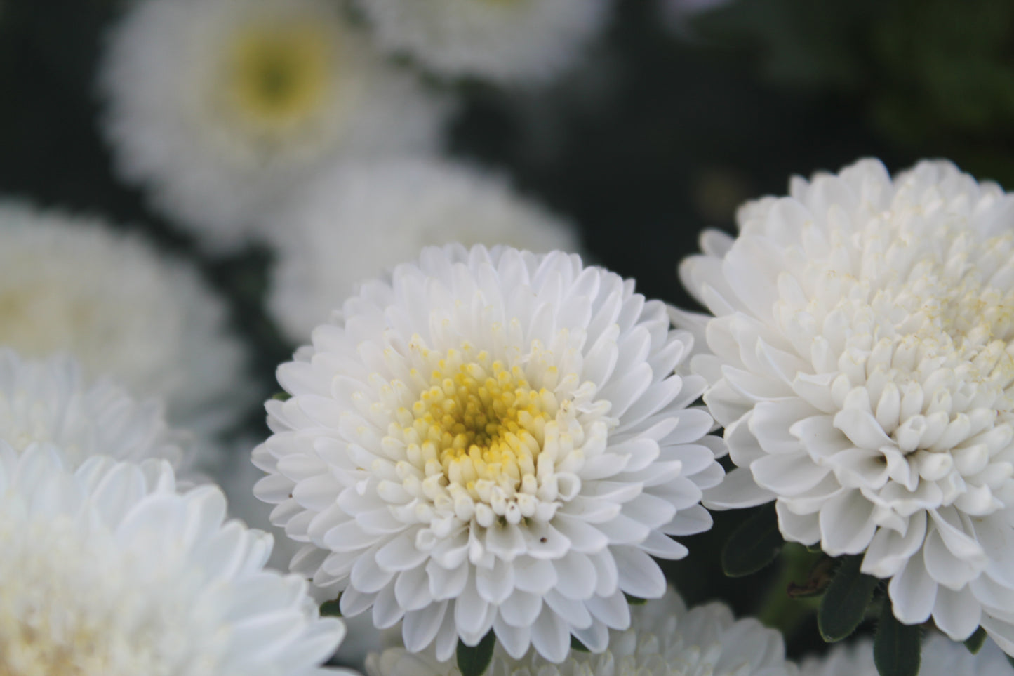 Aster - Bonita Shell White