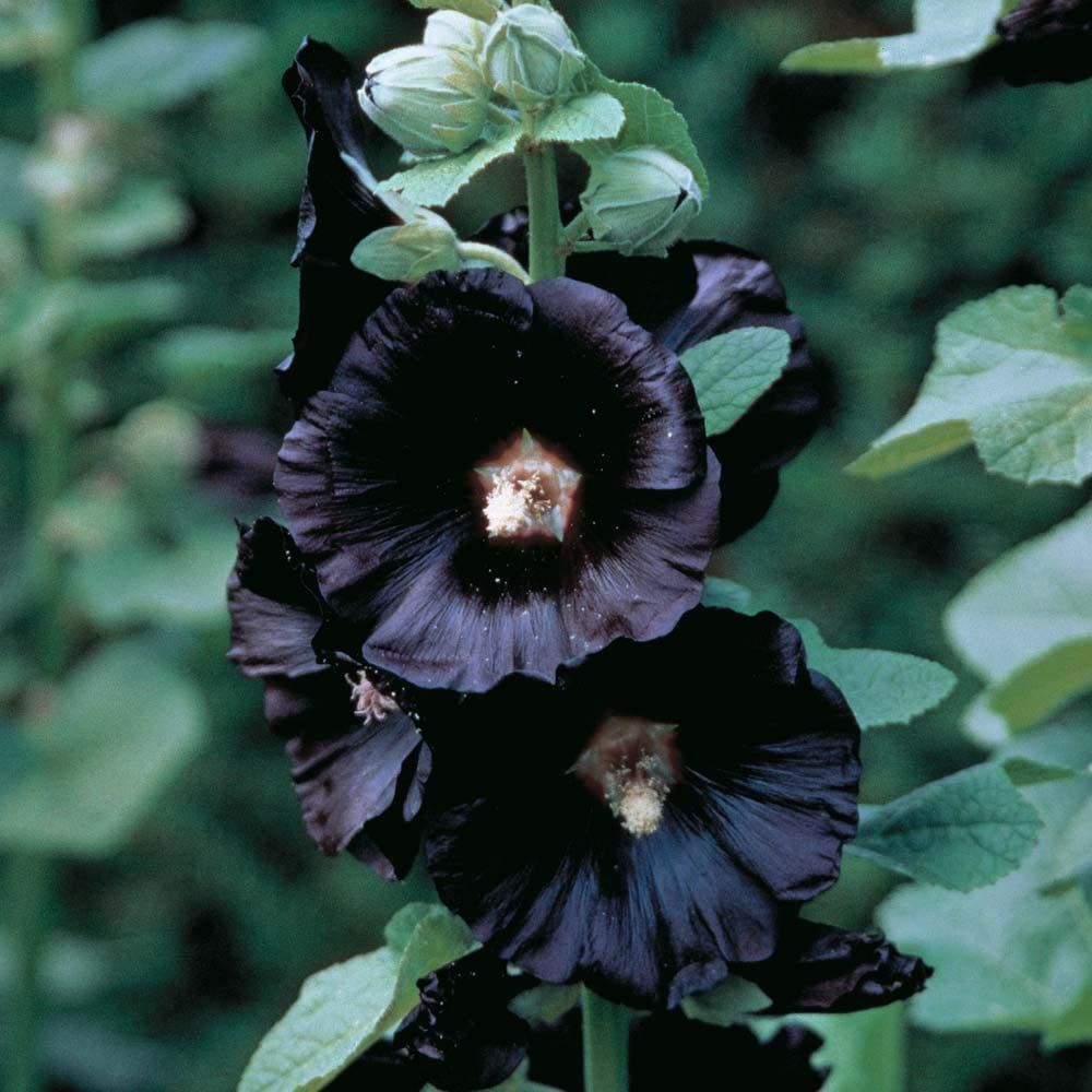 Hollyhock - Ebony Towers