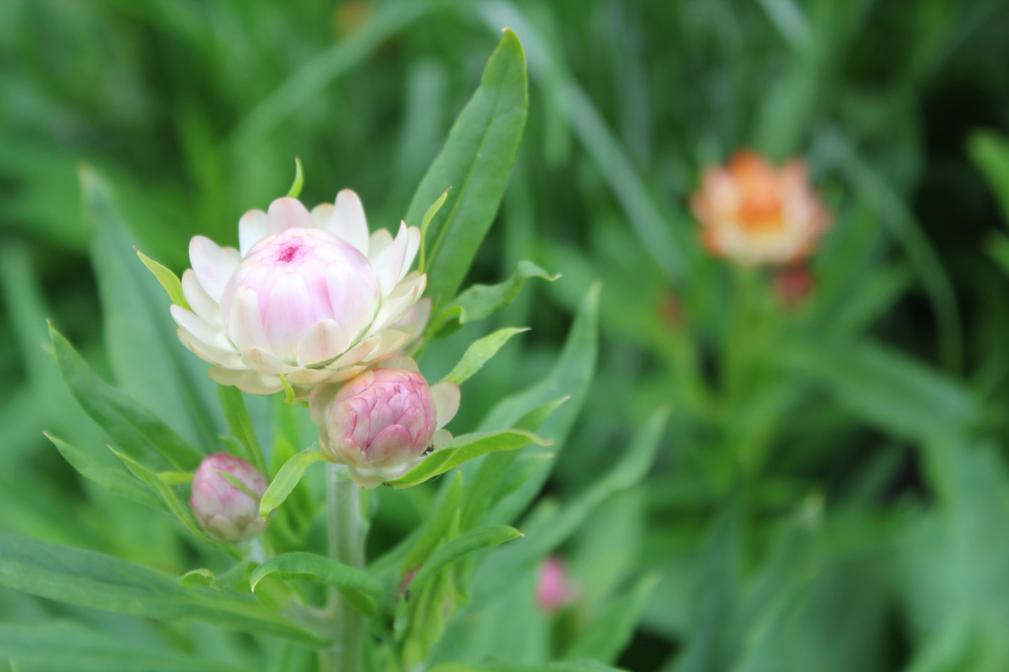 Strawflower - Silvery Rose