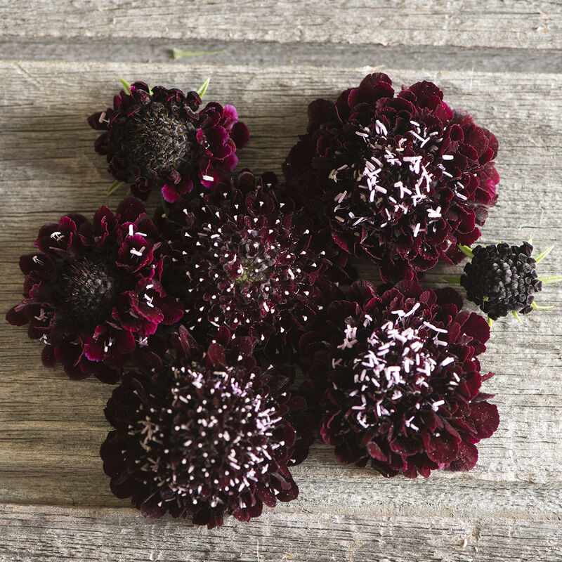 Cut Flower Seeds Scabiosa Black Knight blooms in deep maroon-purple on wooden background.
