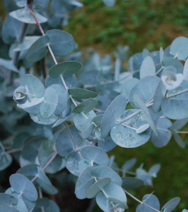 Eucalyptus Gunnii - Blue Ice