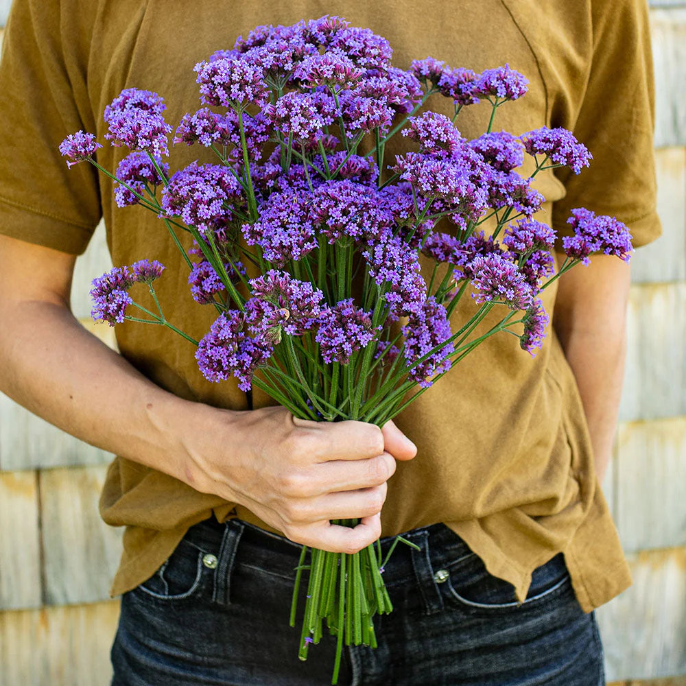 Verbena Bonariensis Vanity