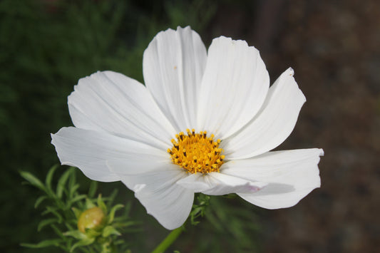 Cosmos - Afternoon White