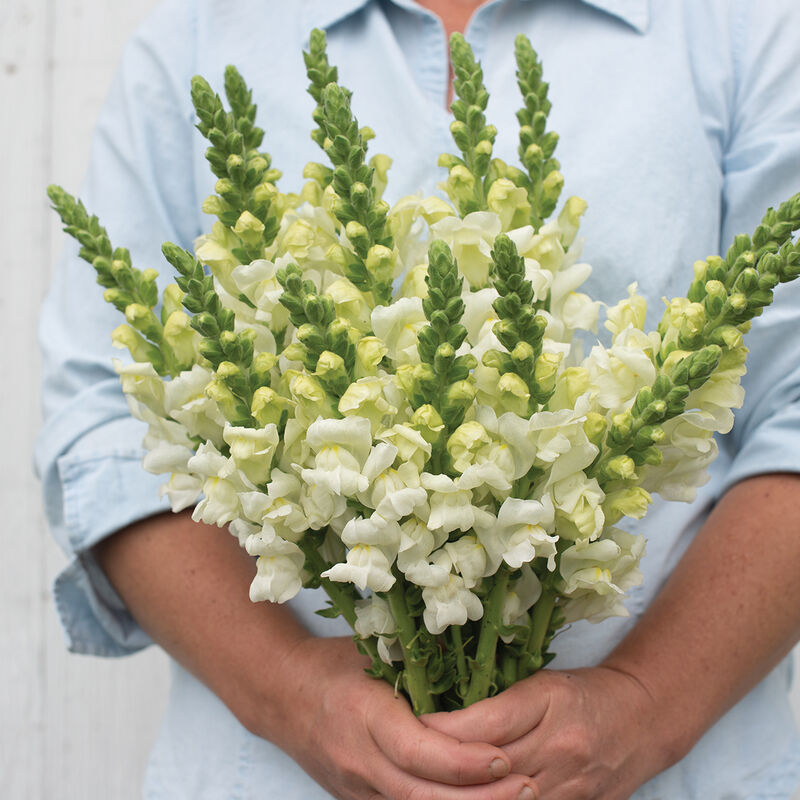 Snapdragon - Potomac Ivory White